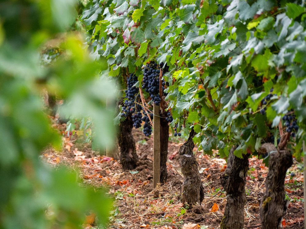 Ripe red grapes on the vine in Bordeaux