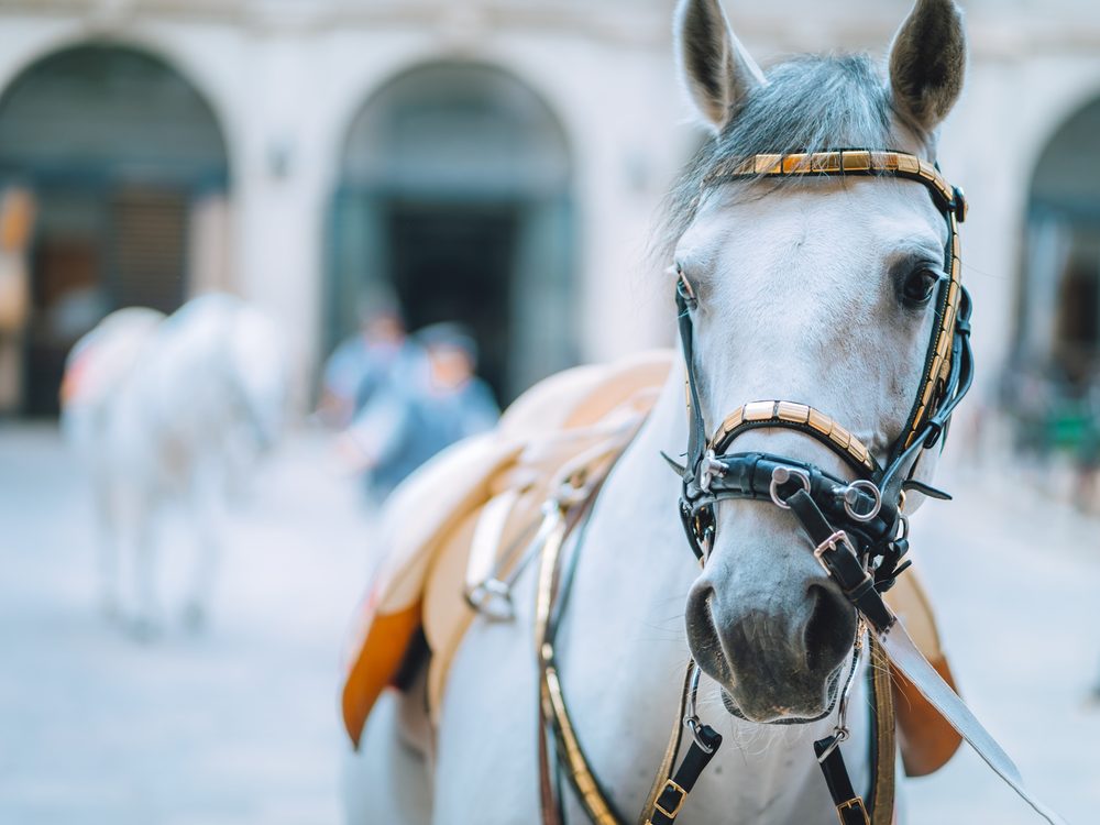 A Lipizzaner horse in a Vienna courtyard